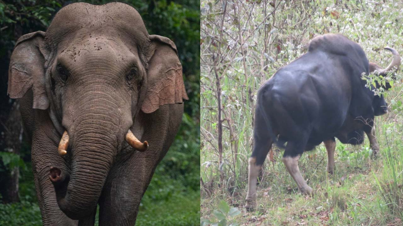 സംസ്ഥാനത്ത് വന്യജീവി ആക്രമണത്തിൽ രണ്ടു മരണം; കോഴിക്കോട് കാട്ടുപോത്ത് കർഷകനെ കുത്തിക്കൊന്നു, തൃശൂരിൽ കാട്ടാനയാക്രമണത്തിൽ സ്ത്രീ കൊല്ലപ്പെട്ടു