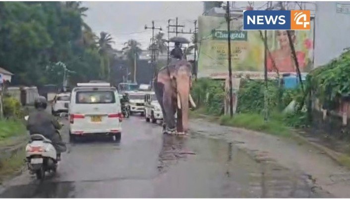 നാട്ടുകാരെ വട്ടംകറക്കി നാടുകാണാനിറങ്ങിയ നാട്ടാനയും പാപ്പാനും; ഒടുവിൽ പോലീസെത്തി തളച്ചു!