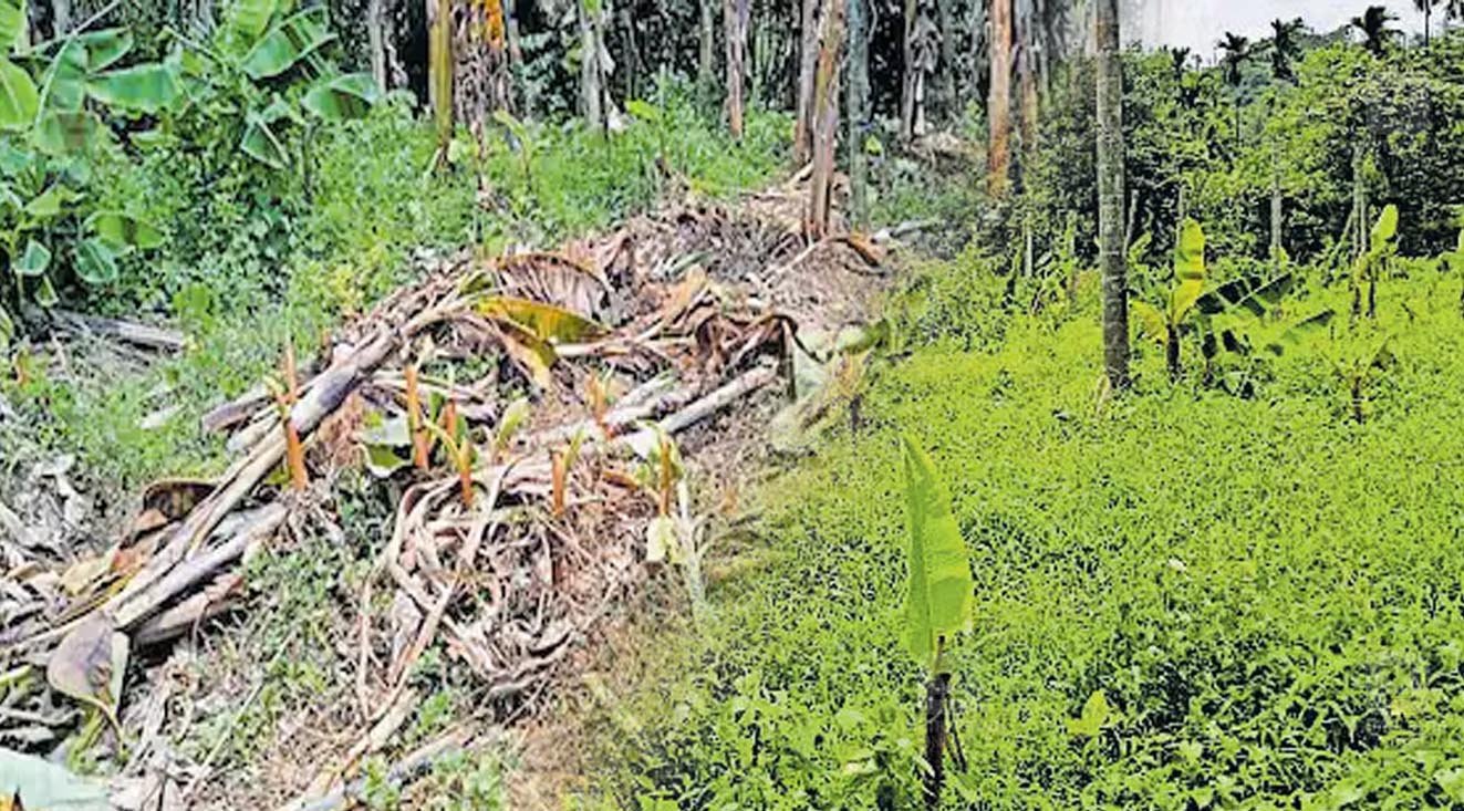 അരിക്കൊമ്പനും ചക്കക്കൊമ്പനുമല്ല, ഇവനാണ് വാഴക്കൊമ്പൻ; നാട്ടുകാർ നടുന്ന വാഴകളുടെ വിളവെടുക്കുന്നത് ഇവൻ, പിഴുതെറിഞ്ഞത് 2000 ലേറെ വാഴകൾ; പൊറുതിമുട്ടി നാട്ടുകാർ