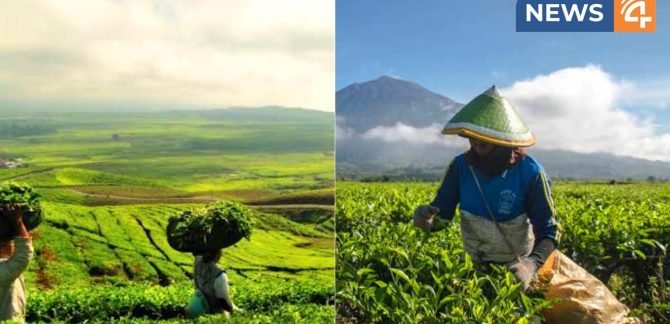 plantation tourism