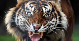 വയലിൽ പണിയെടുത്തുകൊണ്ടിരിക്കുന്നതിനിടെ കർഷകന് നേരെ കടുവയുടെ ആക്രമണം; ഗുരുതര പരിക്ക്; വനംവകുപ്പിനെതിരെ നാട്ടുകാരുടെ പ്രതിഷേധം