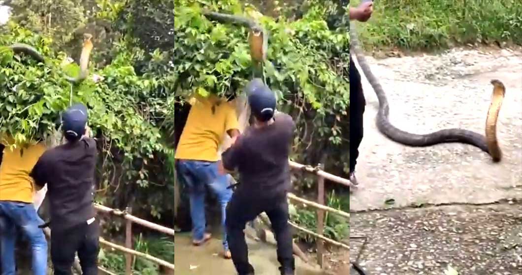 A king cobra bit officers while trying to capture them