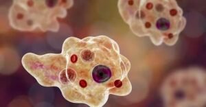 Microscopic image of Naegleria fowleri – the brain-eating amoeba