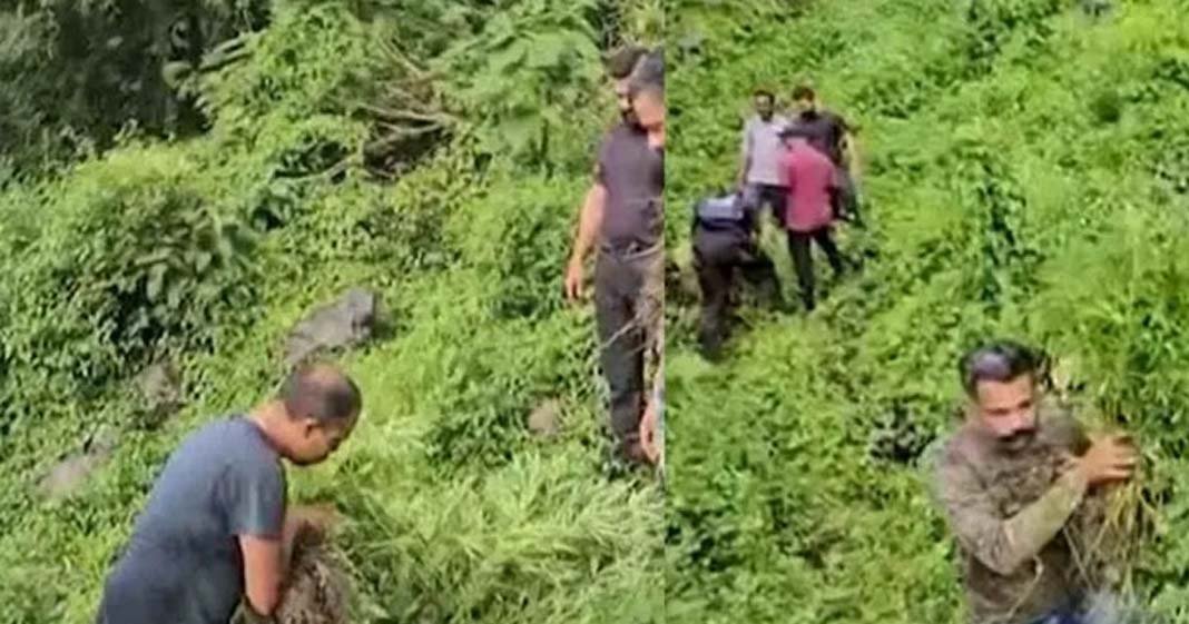 attappadi-major-cannabis-bust-10000-plants-destroyed-palakkad