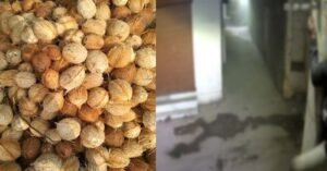 വീട്ടിലെ ഷെഡിൽ സൂക്ഷിച്ച തേങ്ങയും അടക്കയും ദിവസവും കുറഞ്ഞുവരുന്നു; കാര്യമറിയാനായി സിസിടിവി വച്ചു, ദൃശ്യം കണ്ട് അമ്പരന്ന് വീട്ടുകാരൻ…!