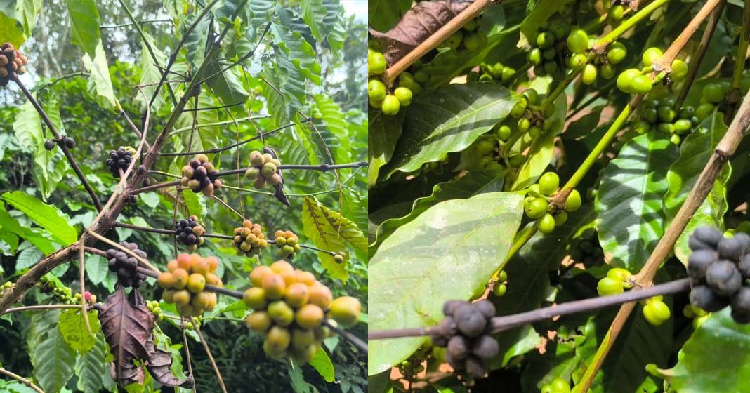 coffee` കാലം തെറ്റിയ മഴ കാപ്പിക്കർഷകർക്ക് കൊടുത്ത പണി..!