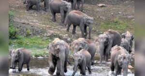 രണ്ടു വർഷത്തിനിടെ ഇടുക്കിയിൽ ആനക്കലിയിൽ പൊലിഞ്ഞവരുടെ എണ്ണം ഞെട്ടിക്കുന്നത്…..