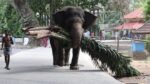 Guruvayur elephant enclosure security project: CCTV installation and mahout supervision plan