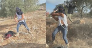 വെസ്റ്റ്ബാങ്ക് ഒലിവ് വിളവെടുപ്പ് ആക്രമണം