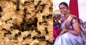 ''ഈ ഉറുമ്പുകളുമായി എനിക്ക് ജീവിക്കാൻ കഴിയില്ല. മകളെ നന്നായി നോക്കണം''….ഉറുമ്പുകളെ പേടിച്ച് യുവതി ആത്മഹത്യ ചെയ്തു…!