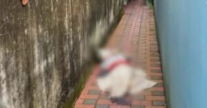 എറണാകുളം തേവരയിൽ സ്ത്രീയുടെ ജഡം ചാക്കിൽ പൊതിഞ്ഞനിലയിൽ; കണ്ടെത്തിയത് വീട്ടുവളപ്പിൽ; ഒപ്പം കിടന്നുറങ്ങി വീട്ടുകാരൻ