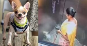 കണ്ണില്ലാത്ത ക്രൂരത; വീട്ടുടമയുടെ വളർത്തുനായയെ നിലത്തടിച്ച് കൊന്ന് വീട്ടുജോലിക്കാരി;കേസ്