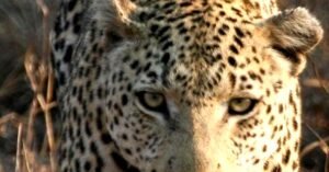 ഇടുക്കി പെരുവന്താനത്ത് ടാപ്പിങ്ങിനിറങ്ങിയ തോട്ടത്തിൽ പുലി; ഓടി രക്ഷപെട്ടു തൊഴിലാളികൾ; ടാപ്പിങ്ങിന് ഇറങ്ങിയ വനിതാ തൊഴിലാളി കുഴഞ്ഞു വീണു