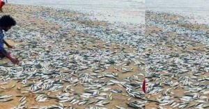 കാഞ്ഞങ്ങാട് തീരത്ത് കൂട്ടത്തോടെ കരയ്ക്കടിഞ്ഞു മത്തി, വാരിക്കൂട്ടി നാട്ടുകാർ