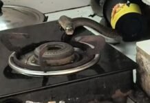 Snake catcher holding a 5.5-foot cobra found inside a lodge kitchen in Ranni, Kerala