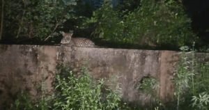 മലമ്പുഴയിൽ പുലി പടര്‍ത്തുന്ന ഭയം
