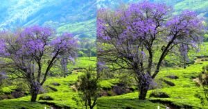 മൂന്നാറിന് യൂറോപ്പിന്റെ ഭംഗി നൽകുന്ന ജക്കരന്ത മരങ്ങൾ ഓർമയാകുമോ….?