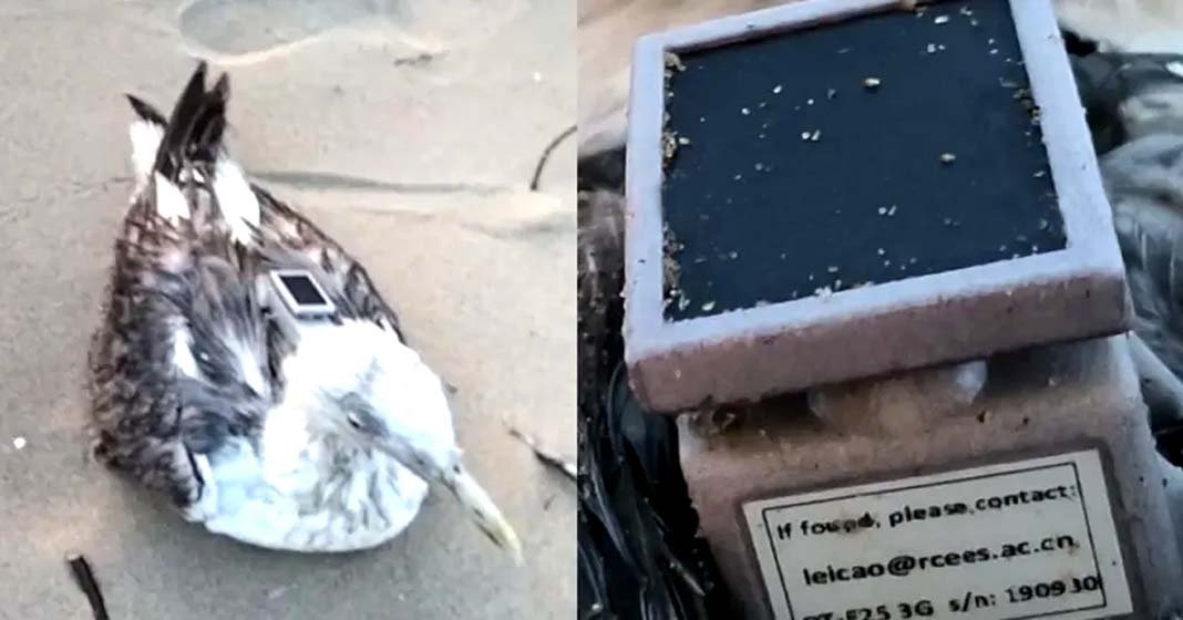 കർണ്ണാടക തീരത്ത് ചൈനീസ് ജിപിഎസ് ട്രാക്കർ ഘടിപ്പിച്ച നിലയിൽ കടൽക്കാക്കയെ കണ്ടെത്തി: സാദ്ധ്യതകൾ പരിശോധിച്ച് സുരക്ഷാ ഏജൻസി