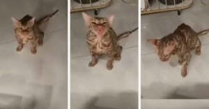 എടുത്തിട്ടലക്കി; വാഷിംഗ് മെഷീനിൽ ഫുൾ സ്പീഡിൽ കറങ്ങിയത് 10 മിനിറ്റോളം നേരം; എന്നിട്ടും പൂച്ച സർ രക്ഷപെട്ടു…!