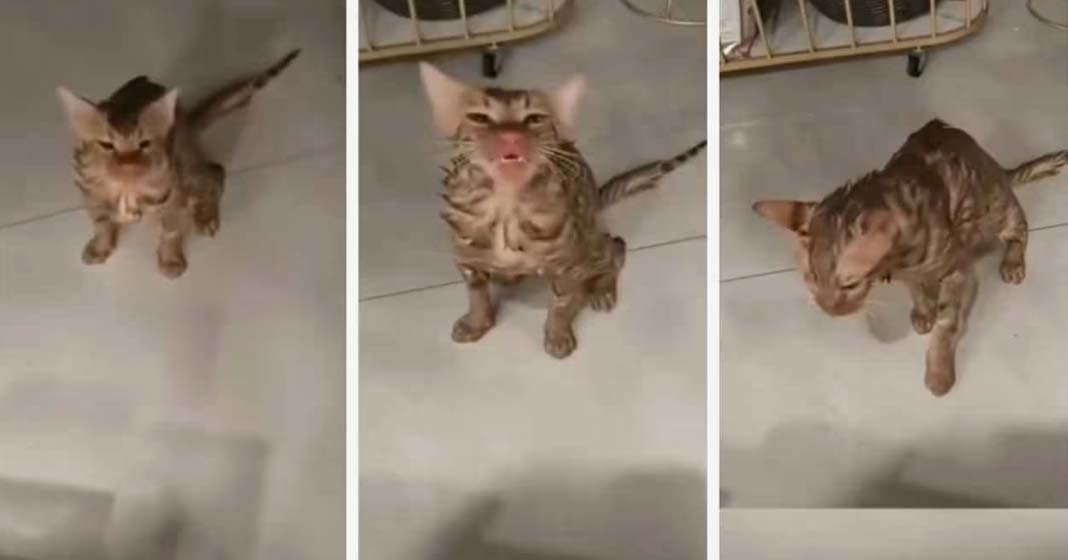 എടുത്തിട്ടലക്കി; വാഷിംഗ് മെഷീനിൽ ഫുൾ സ്പീഡിൽ കറങ്ങിയത് 10 മിനിറ്റോളം നേരം; എന്നിട്ടും പൂച്ച സർ രക്ഷപെട്ടു…!