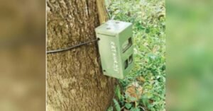 ജനവാസമേഖലയില്‍ കടുവയുടെ സാന്നിധ്യം കണ്ടെത്താന്‍ സ്ഥാപിച്ച ക്യാമറകള്‍ അടിച്ചുമാറ്റി അജ്ഞാതർ; പോയത് 25,000 രൂപ വിലയുള്ള ക്യാമറകള്‍