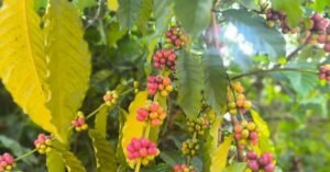 പൊന്നുംവില ലഭിക്കുമ്പോഴും കാപ്പി വിളവെടുപ്പ് താങ്ങാനാകാതെ കർഷകർ: കാരണം ഇതാണ്: