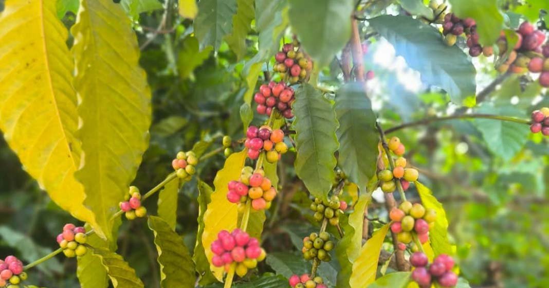 പൊന്നുംവില ലഭിക്കുമ്പോഴും കാപ്പി വിളവെടുപ്പ് താങ്ങാനാകാതെ കർഷകർ: കാരണം ഇതാണ്: