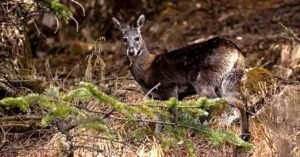 പശ്ചിമ ബംഗാളിൽ 70 വർഷത്തിനുശേഷം ഹിമാലയൻ കസ്തൂരിമാന്റെ സാന്നിധ്യം സ്ഥിരീകരിച്ചു; കണ്ടെത്തിയത് വംശനാ​ശം സംഭവിച്ചെന്നു വിധിയെഴുതിയ ഇനം