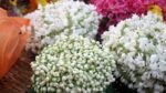 Fresh jasmine flowers displayed for sale in Kerala market amid sharp price hike due to reduced production