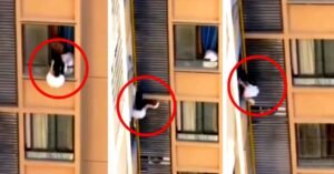 അവിഹിതത്തിനിടെ പെട്ടെന്ന് കാമുകന്റെ ഭാര്യ വന്നാൽ…? ഈ യുവതി കാണിച്ചത് ആരും കാണിക്കാത്ത സാഹസം…! ഒടുവിൽ ചെന്ന് കേറിയത് അതിലും വലിയ സ്ഥലത്ത് :വീഡിയോ