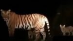Kerala Forest Department officials examining reports after a fake viral video claiming tiger sighting in Munna