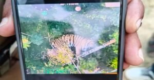 കൽപറ്റയിൽ കണ്ട കടുവക്കായി തിരച്ചിൽ ഊർജിതം: അഞ്ച് കിലോമീറ്റർ ചുറ്റളവിൽ ഡ്രോൺ നിരീക്ഷണം; പച്ചിലക്കാട് നിരോധനാജ്ഞ