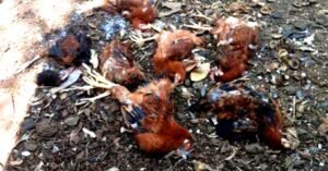 പെരുമ്പാവൂരിൽ തെരുവുനായ് ശല്യം രൂക്ഷം; ഒറ്റ രാത്രികൊണ്ട് കൊന്നത് 11 മുട്ടക്കോഴികളെ; പുറത്തിറങ്ങാൻ വയ്യാത്ത അവസ്ഥയെന്ന് നാട്ടുകാർ