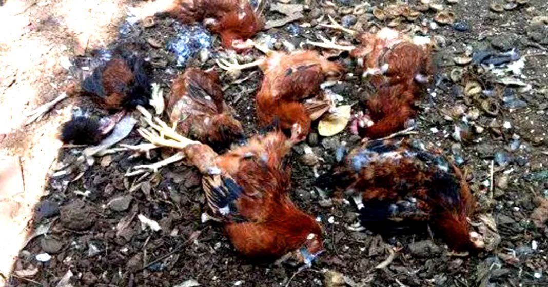 പെരുമ്പാവൂരിൽ തെരുവുനായ് ശല്യം രൂക്ഷം; ഒറ്റ രാത്രികൊണ്ട് കൊന്നത് 11 മുട്ടക്കോഴികളെ; പുറത്തിറങ്ങാൻ വയ്യാത്ത അവസ്ഥയെന്ന് നാട്ടുകാർ