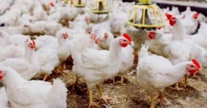 പണത്തിനും മേലെ പറന്ന് ഇറച്ചിക്കോഴി; രണ്ടാഴ്ചയ്ക്കുള്ളിൽ വില കുതിച്ചത് റോക്കറ്റുപോലെ: കാരണം….