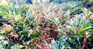 താപനില ഉയർന്നു: വേനലിൽ വാടാൻ തുടങ്ങി ഏലത്തോട്ടങ്ങൾ; നെഞ്ചിൽ തീയുമായി കർഷകർ