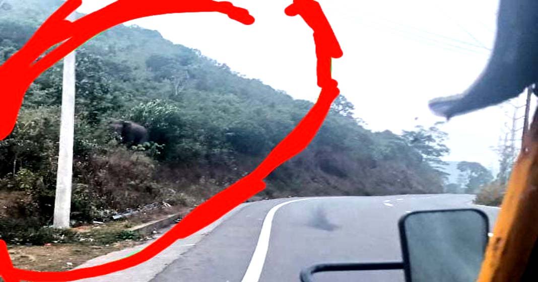 പീരുമേട്ടിൽ ഹൈവേയ്ക്ക് അരികിൽ കാട്ടാനയെത്തിയ സംഭവം: വൻ പ്രതിഷേധം