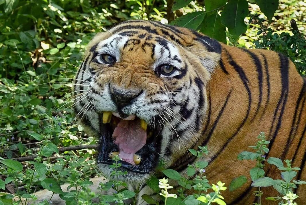 The trapped tiger inside the cage at Palathumkadavu, Kannur, before being shifted to Wayanad.