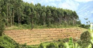 പട്ടയക്കുരുക്ക് ഇനി അഴിയാക്കുരുക്ക്; സി.എച്ച്.ആർ. ഭൂമിയിൽ സംയുക്ത സർവേ നടത്താതെ വനം- റവന്യു വകുപ്പുകൾ