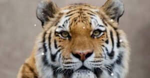 ഇടുക്കി പാർക്കിന് സമീപം കടുവയെ കണ്ടതായി ലോറി ഡ്രൈവർ; തിരച്ചിൽ നടത്തി വനം വകുപ്പ്