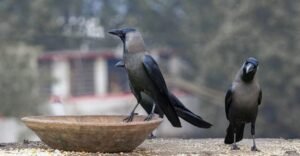 Dead crows being safely disposed of by health officials in Kannur following bird flu confirmation.