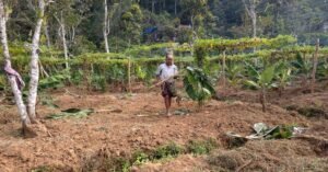 കാട്ടുപന്നിയാക്രമണം; ഇടുക്കിയിൽ നിന്നും കുടിയൊഴിയേണ്ട അവസ്ഥയിൽ കർഷകർ