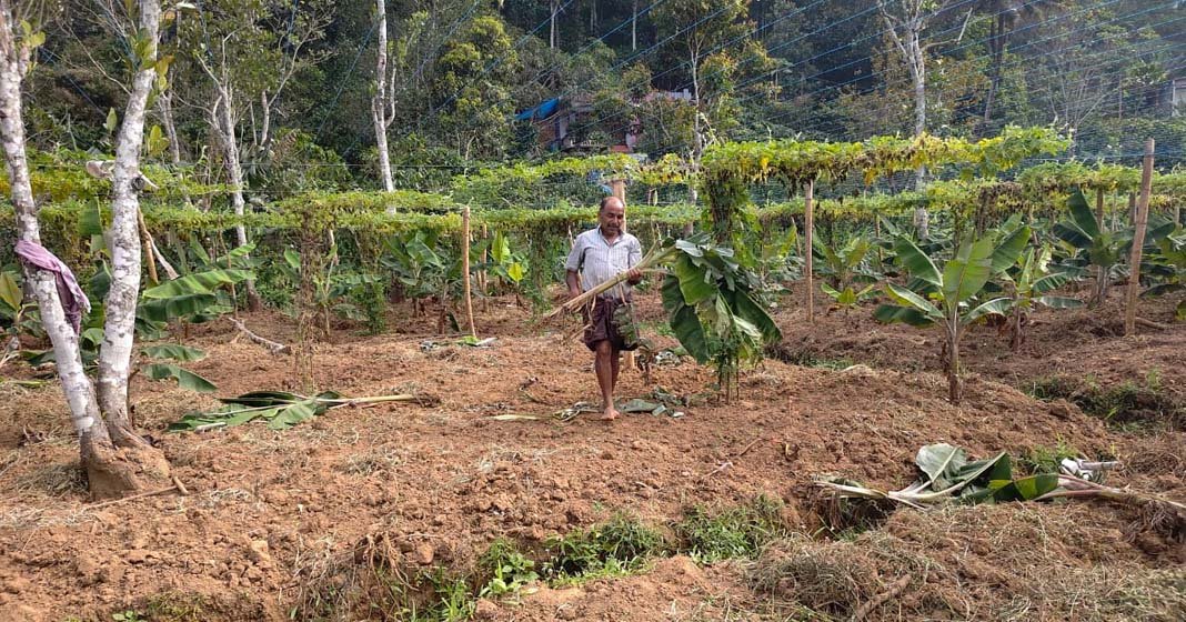 കാട്ടുപന്നിയാക്രമണം; ഇടുക്കിയിൽ നിന്നും കുടിയൊഴിയേണ്ട അവസ്ഥയിൽ കർഷകർ