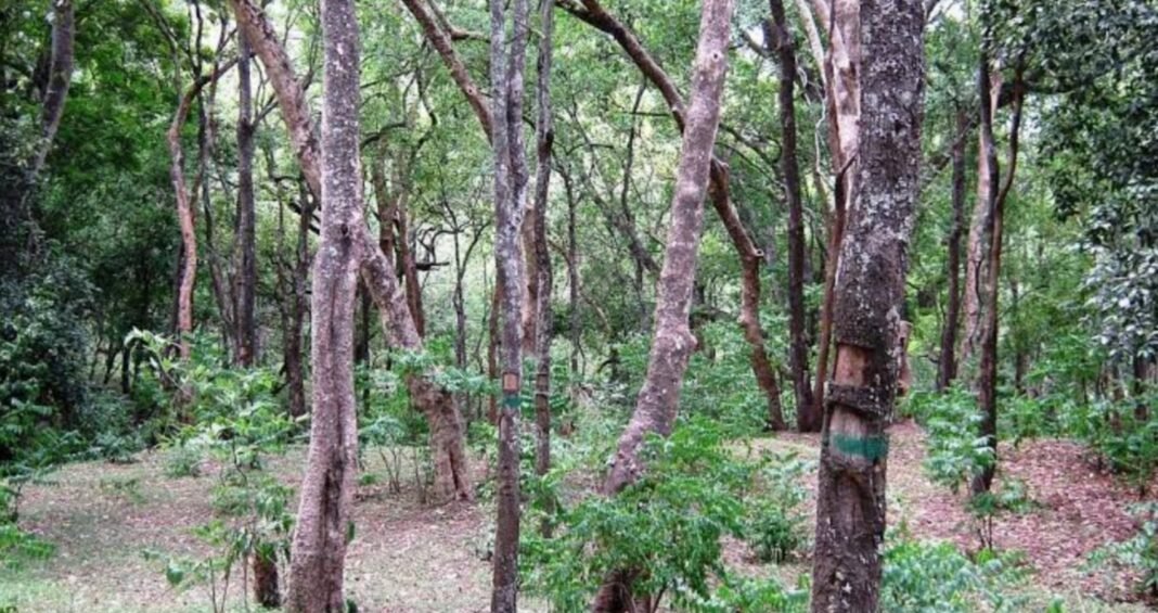 സ്വകാര്യ ഭൂമിയിലെ ചന്ദനമരം ഇനി