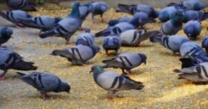 സിംഗപ്പൂരിൽ ഇനി പ്രാവുകൾക്ക് തീറ്റ നൽകുന്നതിന് മുൻപ് ആലോചിക്കണം; ഇന്ത്യൻ വംശജയ്ക്ക് സംഭവിച്ചത്…