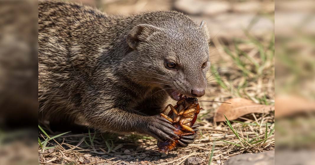 മുൻപ്രണയിനിയുടെ പേരിട്ട പാറ്റയെ കീരിക്ക് ഭക്ഷണമായി നൽകാം; വാലന്റൈൻസ് ദിനത്തിൽ വൈറലാകാൻ മൃഗശാലകളുടെ വിചിത്ര 'നെയിം എ റോച്ച്' ക്യാമ്പയിൻ !