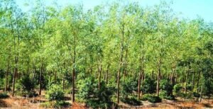 : Image of a sandalwood plantation in Kerala showing legally harvested logs.