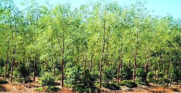: Image of a sandalwood plantation in Kerala showing legally harvested logs.
