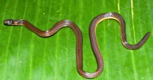 കോഴിക്കോട്