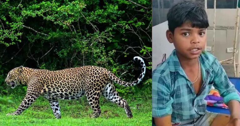 കുറ്റിക്കാട്ടിൽ നിന്ന് ചാടിവീണ പുലി; പുള്ളിപ്പുലിയുടെ കഴുത്തിന് പിടിച്ച് രക്ഷപെട്ട് പതിമൂന്നുകാരൻ